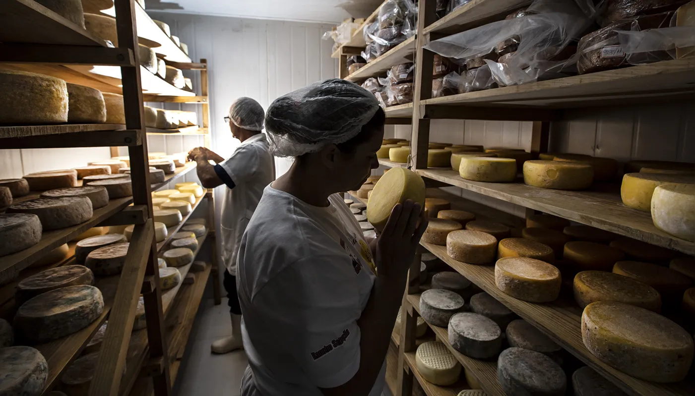 Imagem ilustrativa da imagem Paraná evolui na produção de queijo e se destaca em mundial