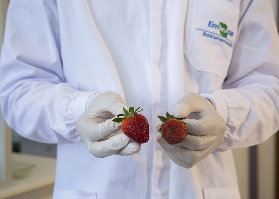 No ranking de perdas do setor de hortifrúti, o morango ocupa o terceiro lugar
