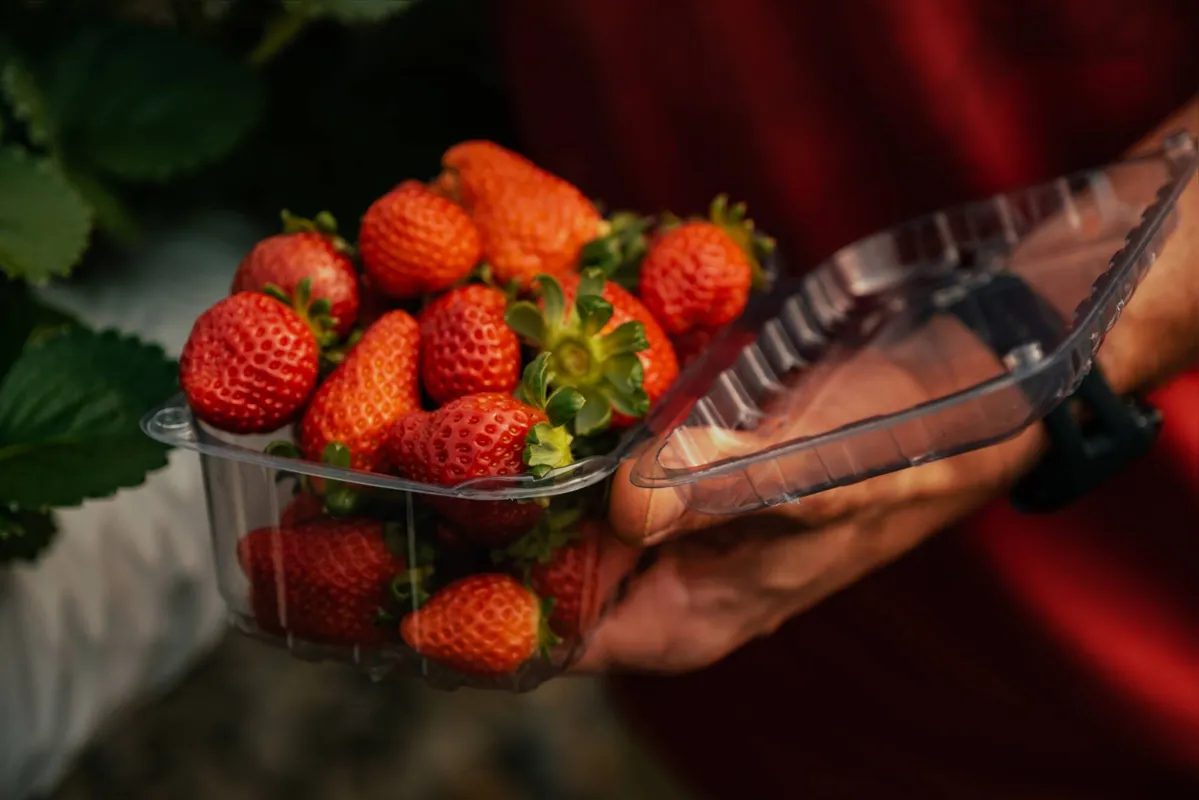 Hoje os produtores têm dificuldades na conservação do morango, principalmente na época do verão, em que o produto fica mais perecível por conta da temperatura alta e da maior umidade
