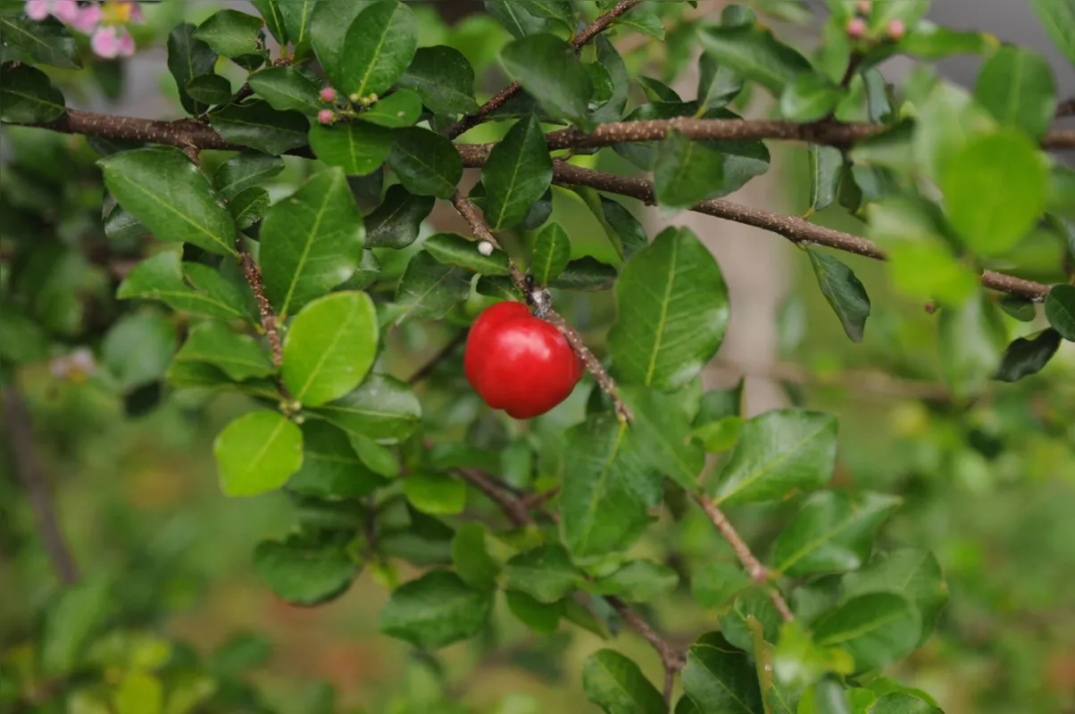 Acerola