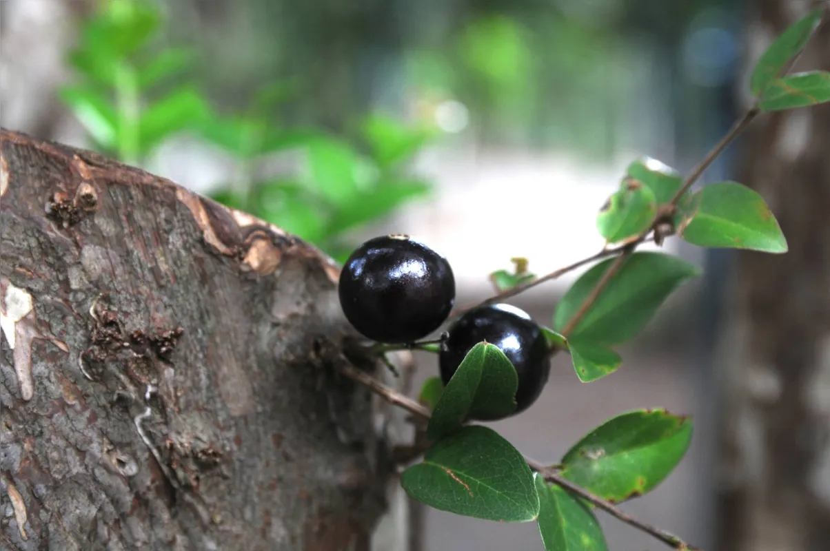 Jabuticaba