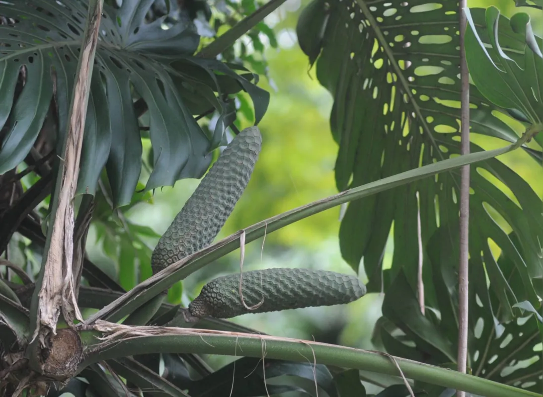 Monstera
