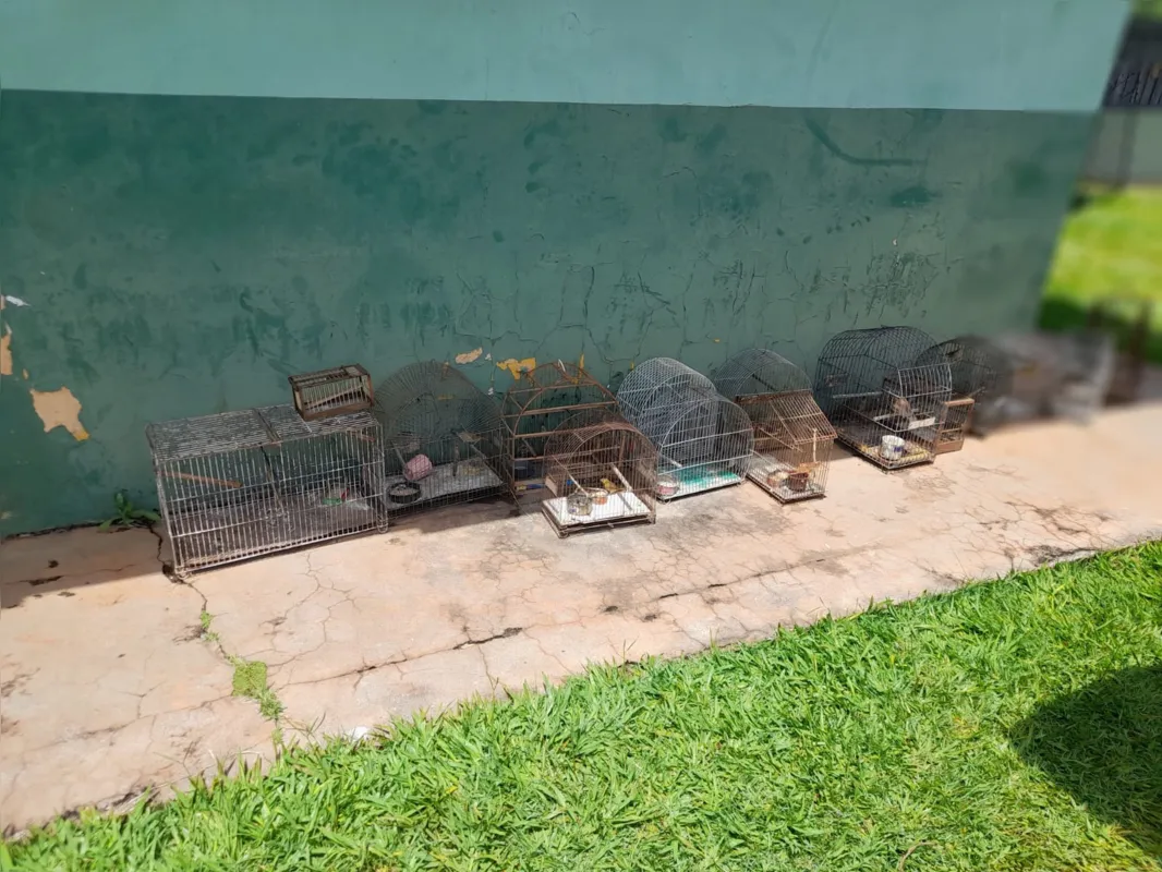 Segundo a Polícia Ambiental, os pássaros devem ser soltos em breve na natureza