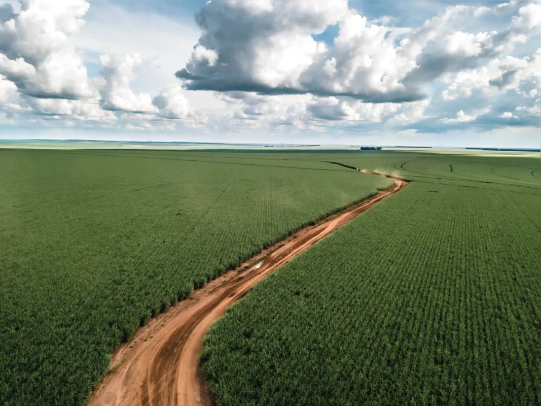 Sugarcane plantation