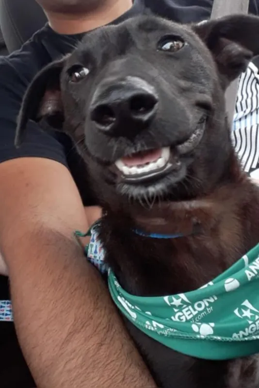 Imagem ilustrativa da imagem Sábado é dia de feira de adoção de pets em Londrina