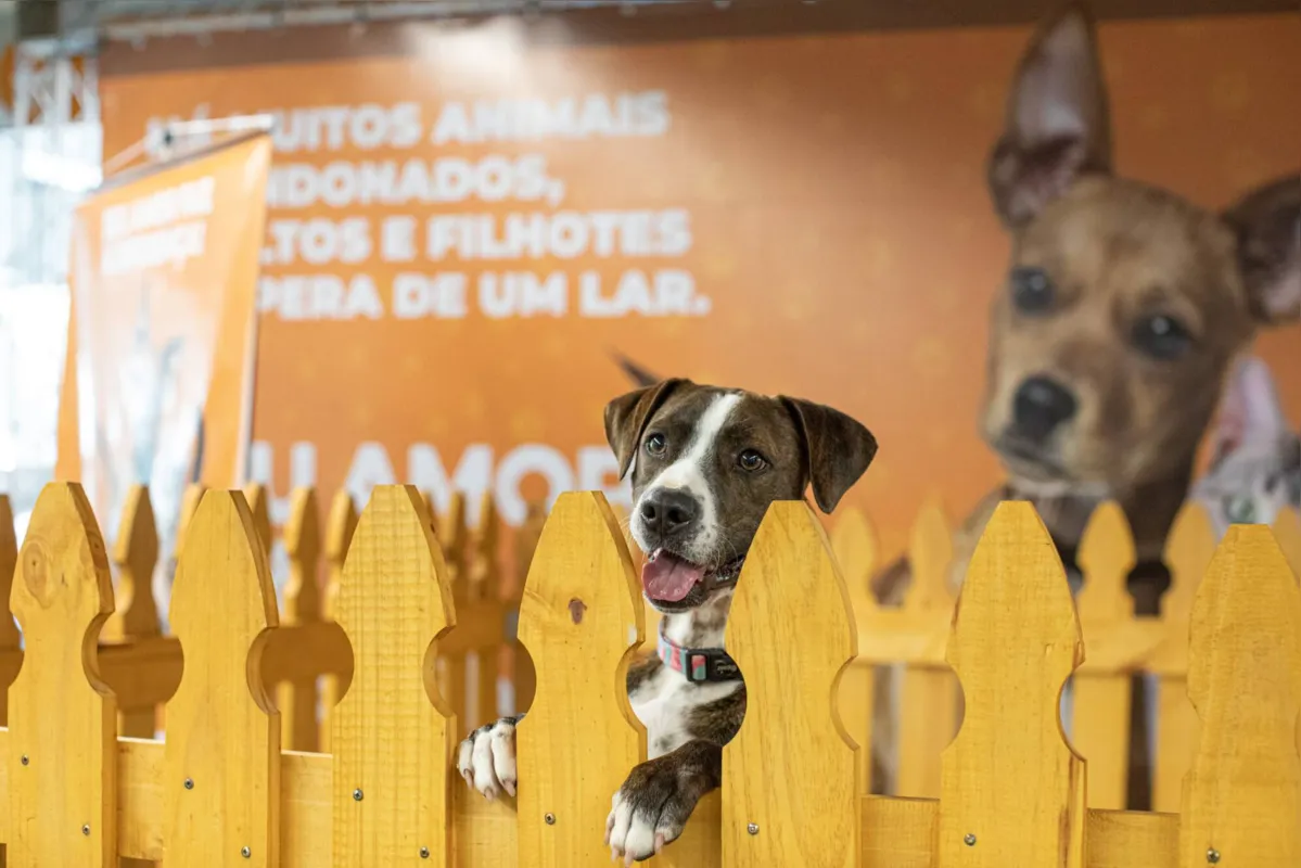Imagem ilustrativa da imagem Sábado tem feira de adoção de pets em Londrina