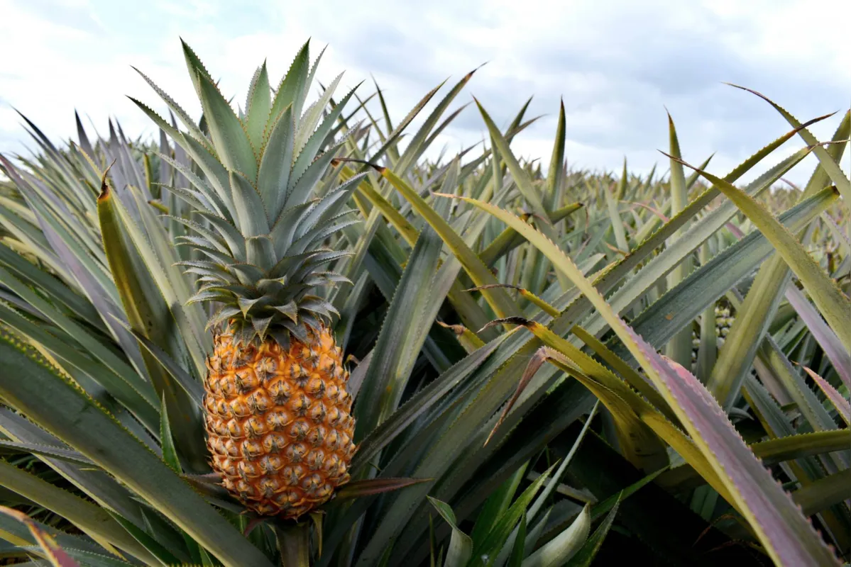 Pineapple in a plantation close up view