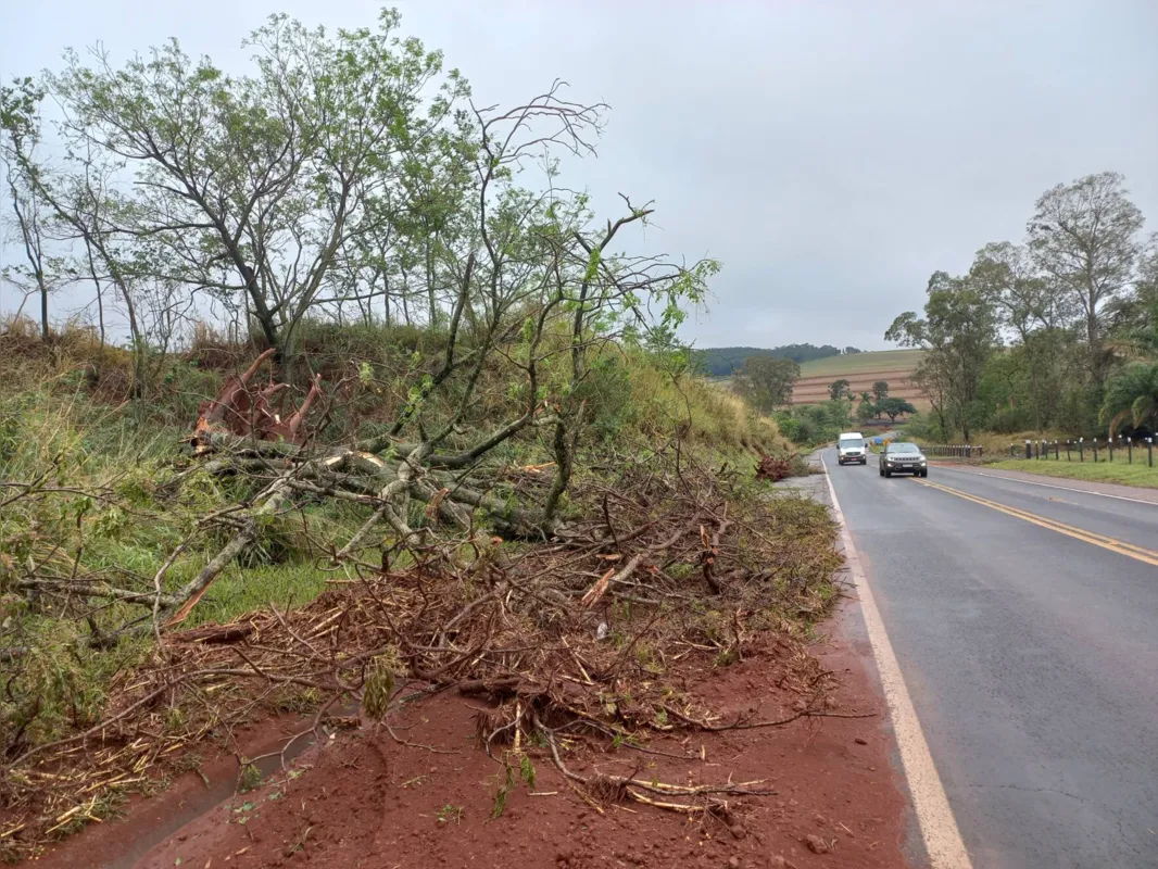 Árvores saíram pela raiz na PR-323, entre Sertanólis e o distrito da Warta