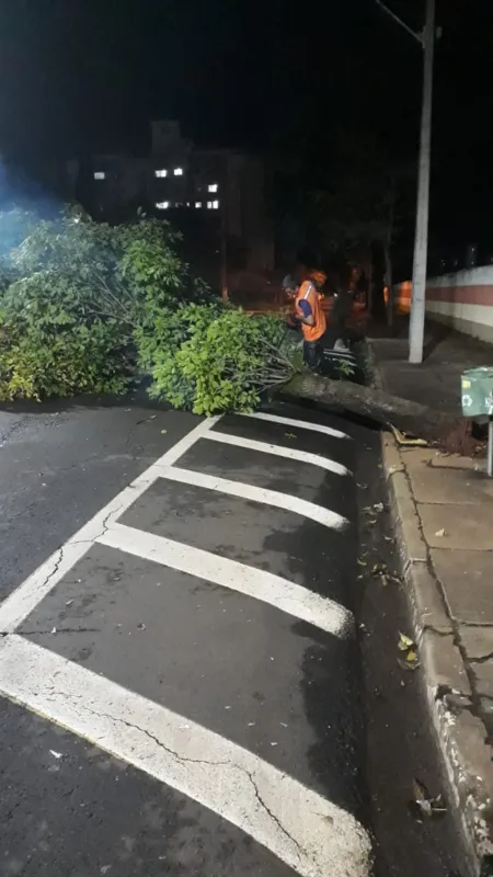 Imagem ilustrativa da imagem Temporal causa queda de 25 árvores em Londrina