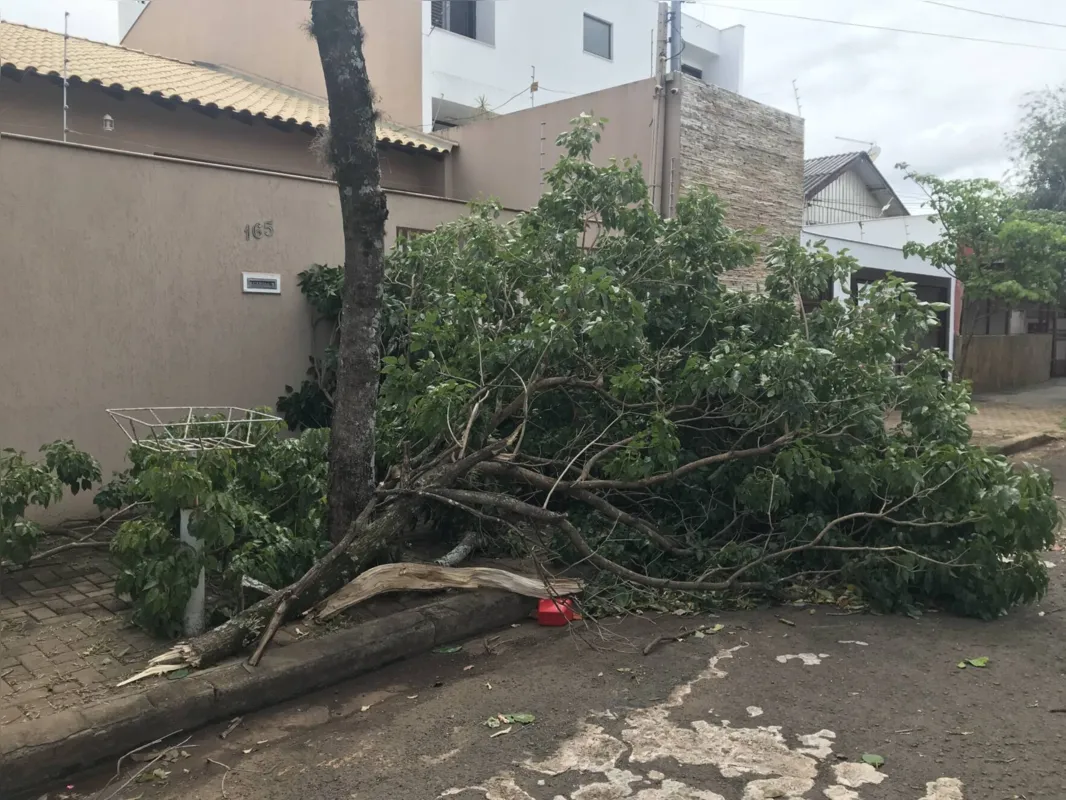Queda de árvore na zona oeste de Londrina