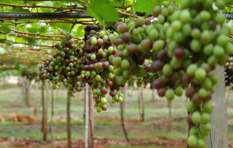 Uva está entre as três principais frutas exportadas pelo Brasil. As outras duas são manga e melão