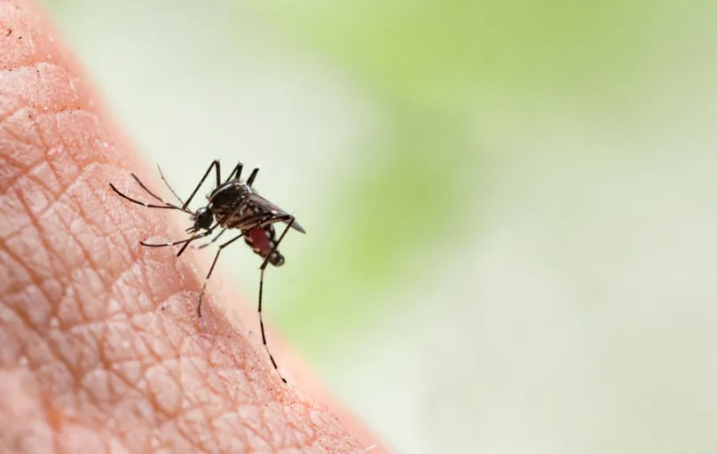 Sem as campanhas de conscientização por conta da pandemia de Covid, a dengue foi “esquecida” pela população