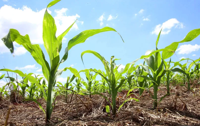 Monitoramento das pragas em regiões produtoras de milho safra e de safrinha tem sido realizado pelo IDR desde a safra 2019-2020