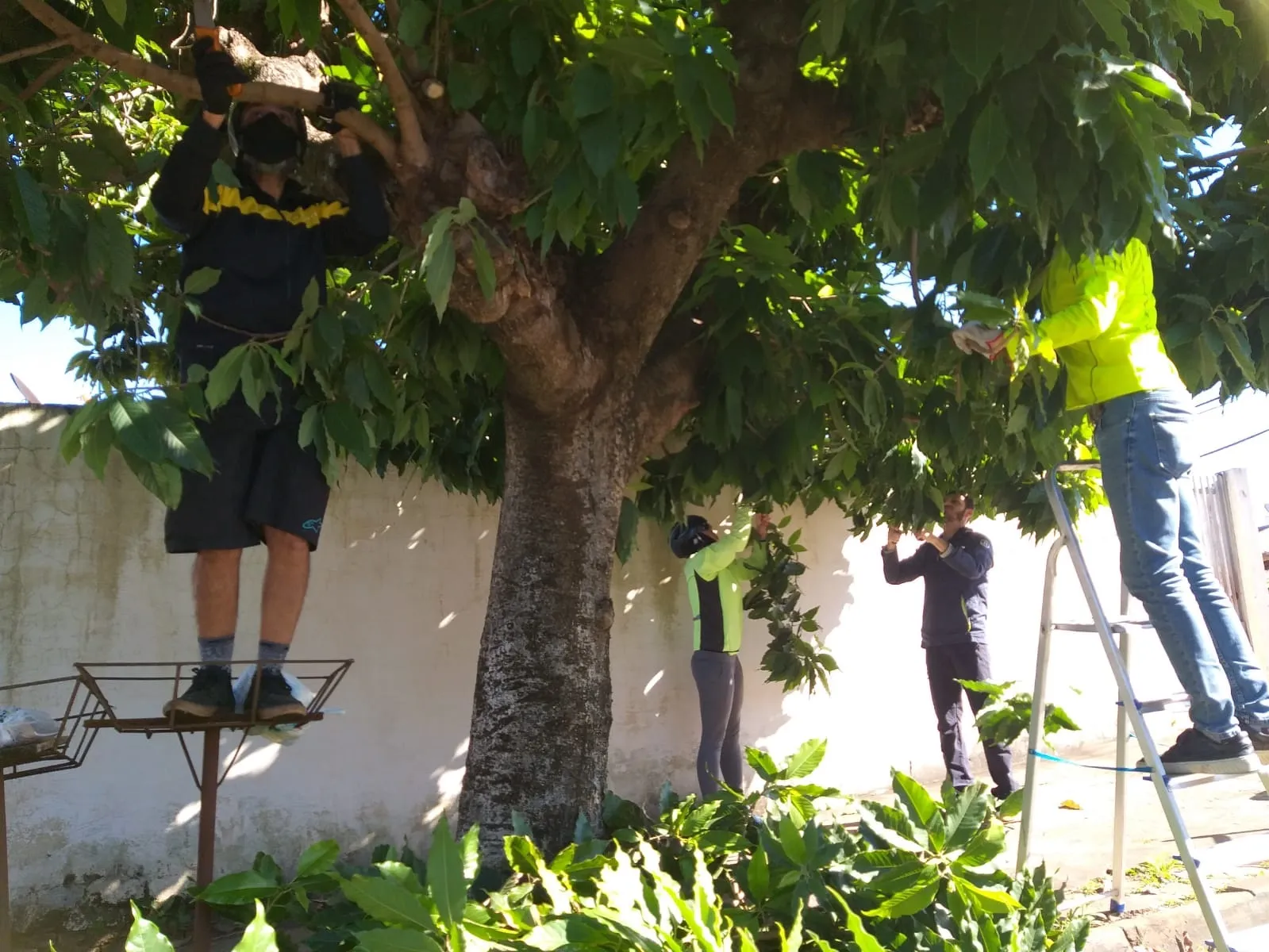 Ciclistas fazem poda de árvores nas ruas Paranaguá e Alagoas, iniciativa deve continuar em outras áreas da cidade
