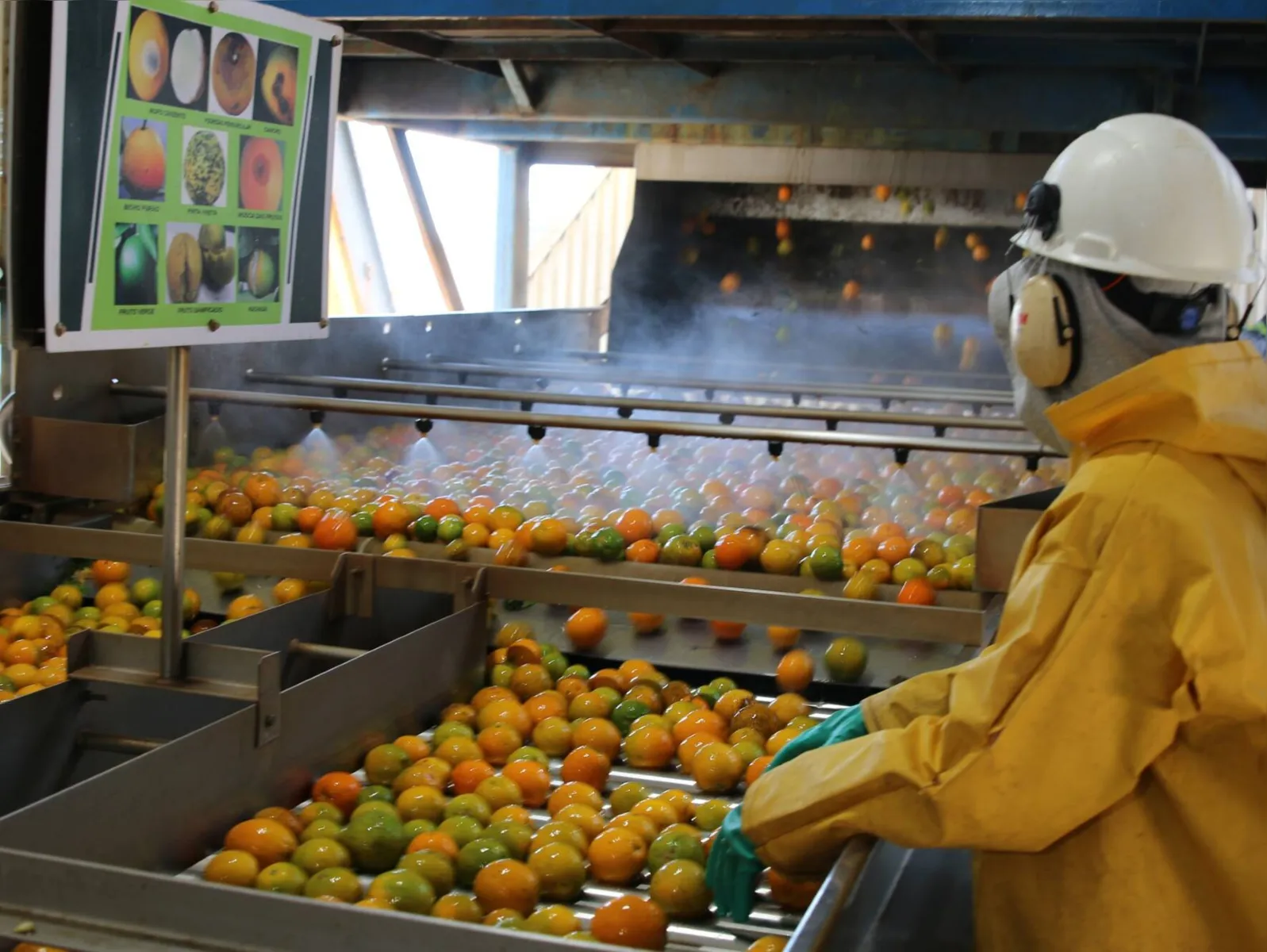 Fábrica da Integrada em Uraí vem processando 170 mil caixas de laranja ao mês, o que corresponde a 7 mil toneladas da fruta