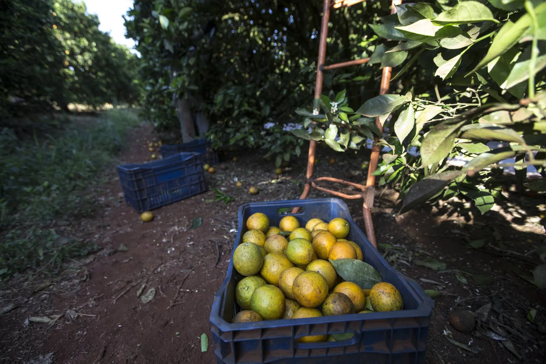 Imagem ilustrativa da imagem Demanda industrial beneficia produtores de laranja no PR