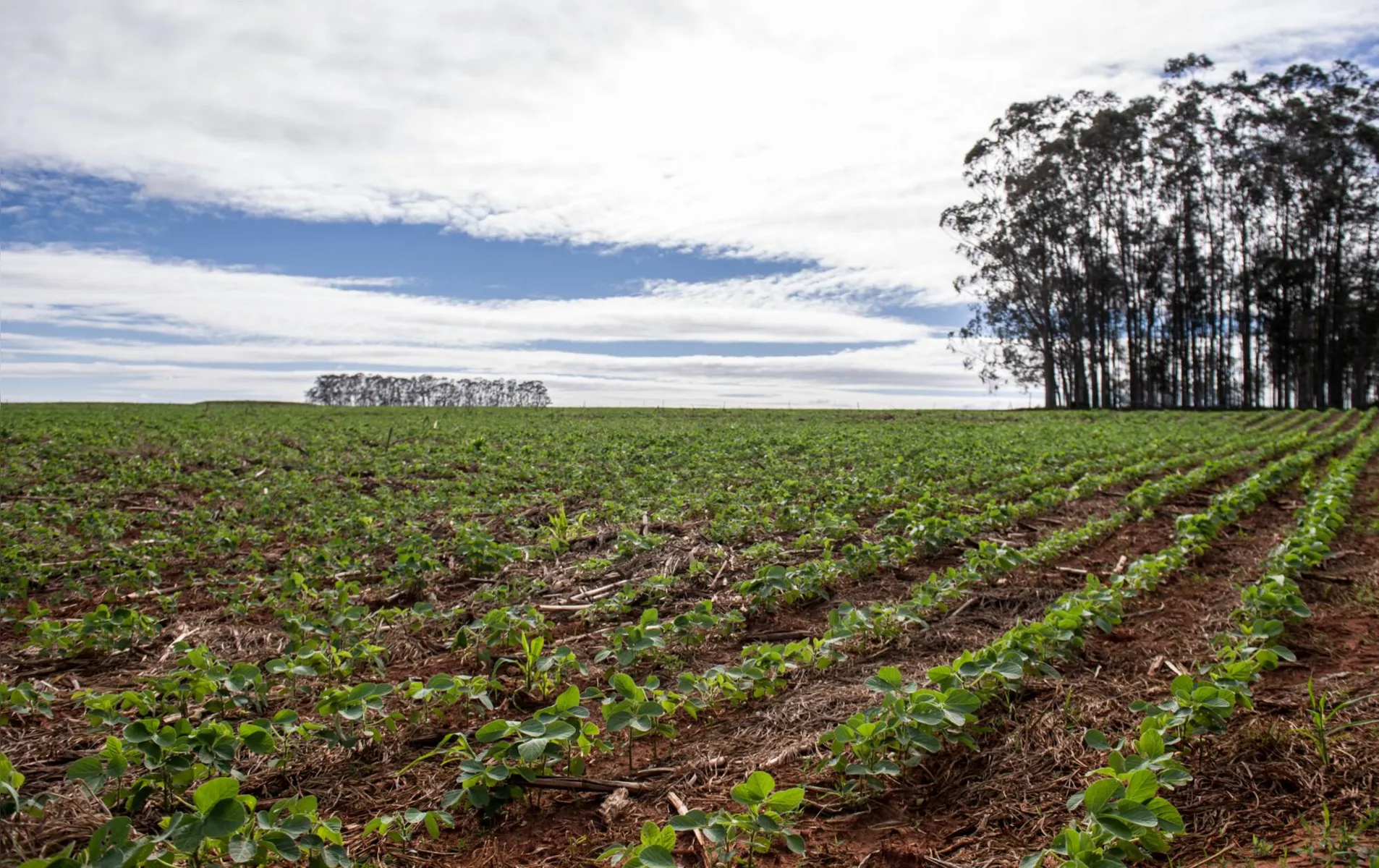 Imagem ilustrativa da imagem Paraná amplia protagonismo na produção de soja