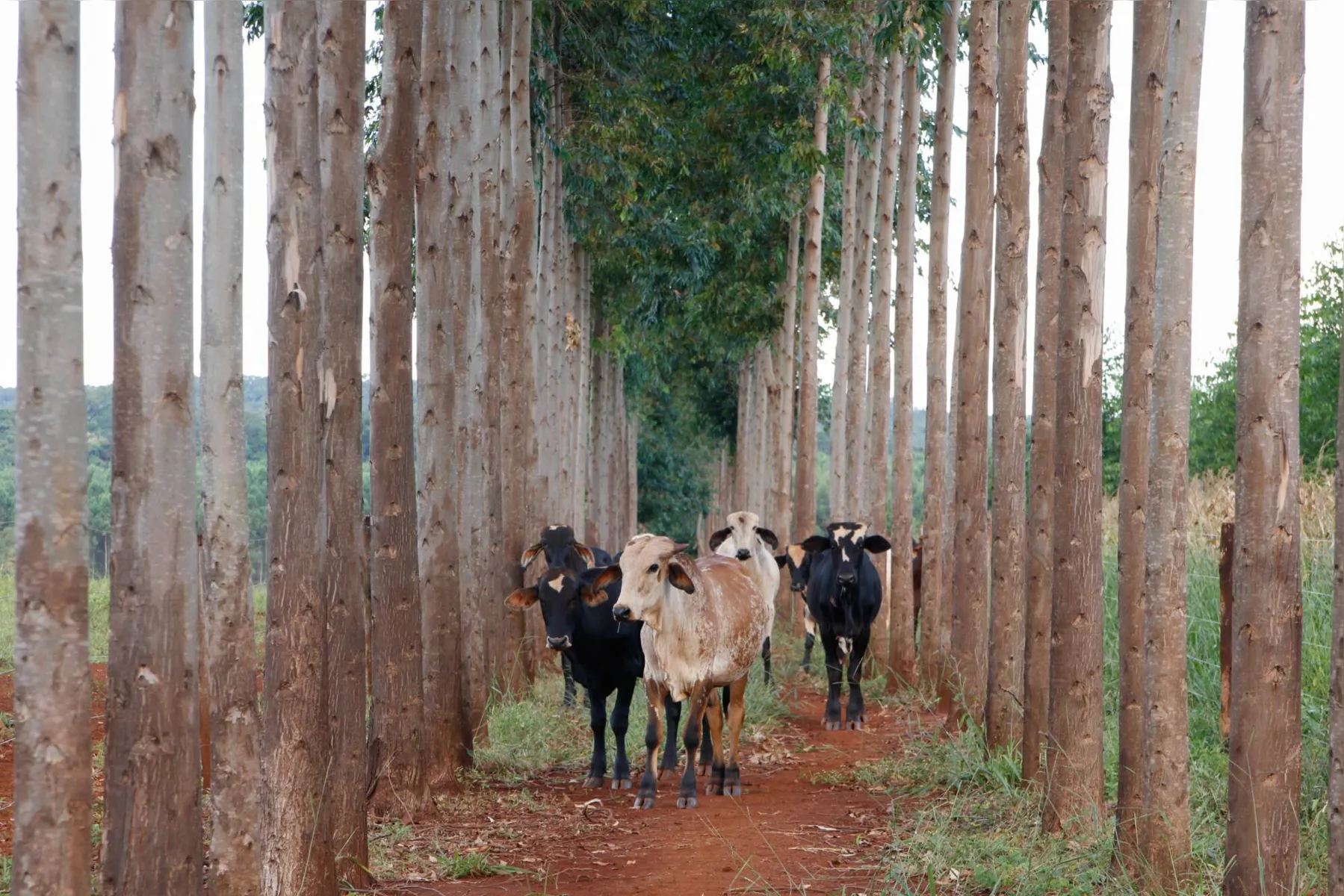 A Integração Lavoura-Pecuária-Floresta é uma das ferramentas que o Plano ABC+ pretende incentivar