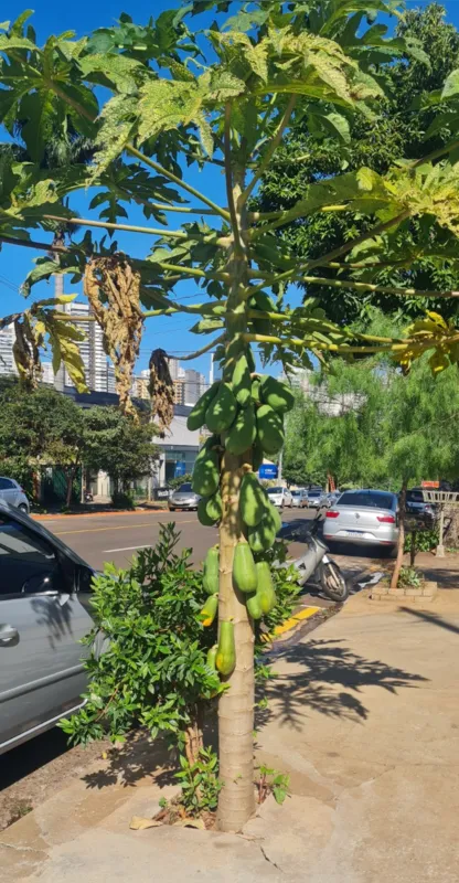 Imagem ilustrativa da imagem #A CIDADE FALA - Frutas na calçada