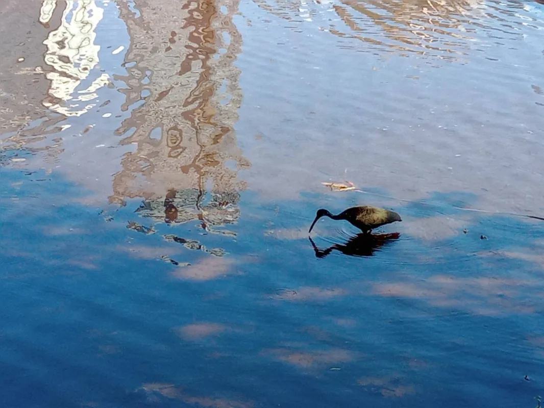 Imagem ilustrativa da imagem #A CIDADE FALA: Lago