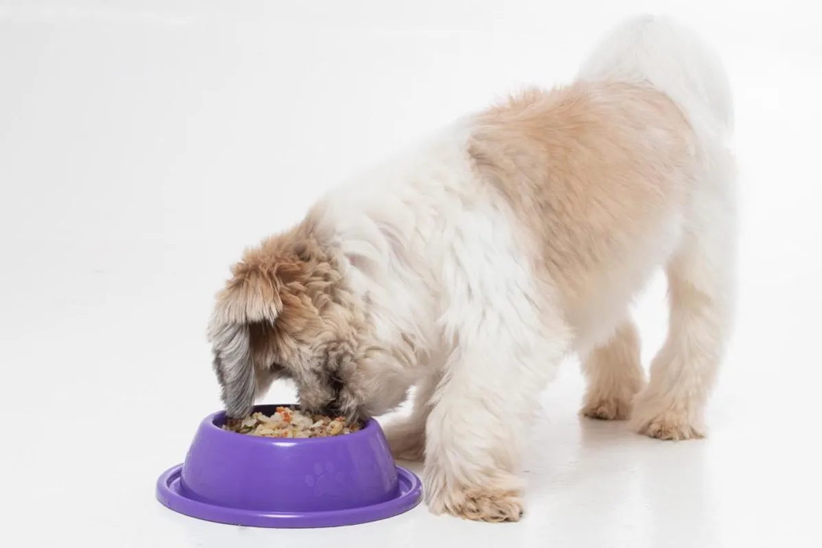 Imagem ilustrativa da imagem A importância da alimentação natural para seu pet