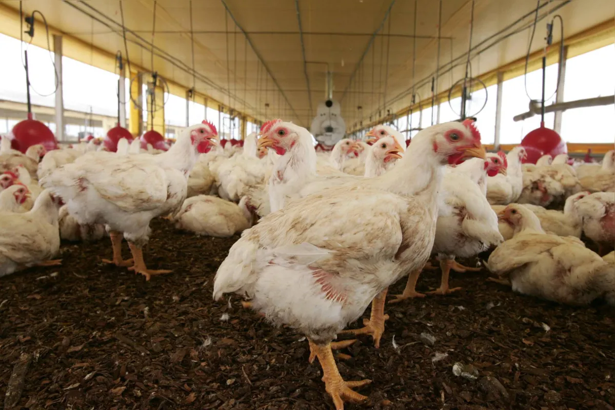 Por enquanto, os focos foram encontrados apenas em aves silvestres e até o momento não foi identificada contaminação em aves domésticas