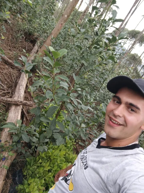 Mateus Semmelmann, na lavoura de erva-mate, celebra uma produtividade 30% maior neste ano em comparação aos anos passados
