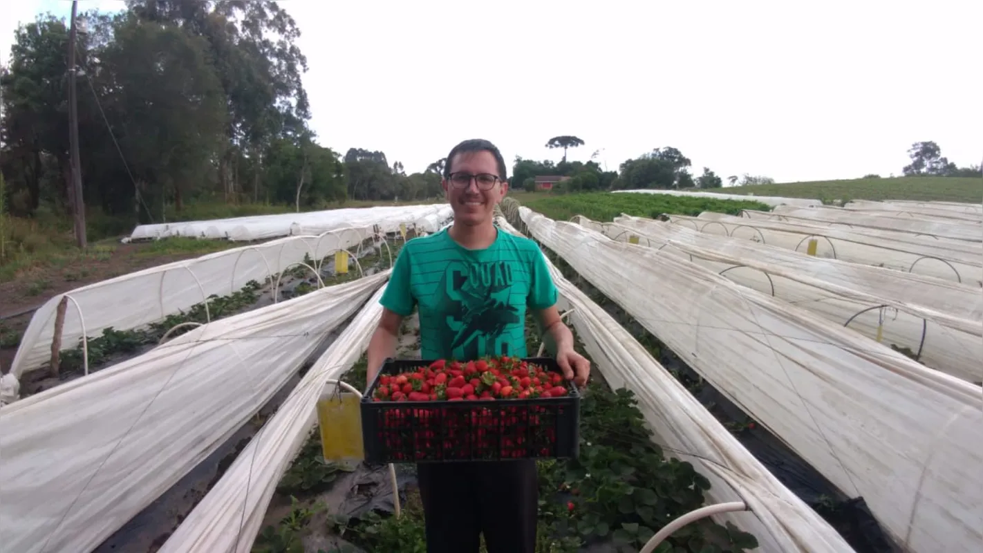 Produtor de morangos, Odiclei Buhrer tem orgulho da profissão: "Somos uma ponte que leva o alimento à casa das pessoas"
