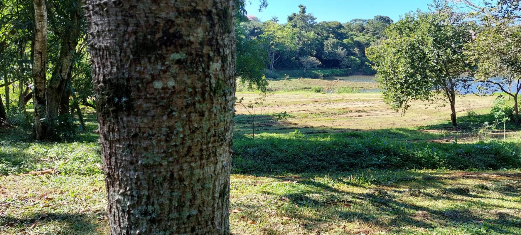 Onde hoje é o Parque Arthur Thomas funcionou a primeira  usina hidrelétrica de Londrina, construída em 1939