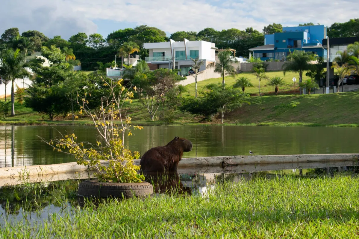 Imagem ilustrativa da imagem CIDADE FALA - Capivara