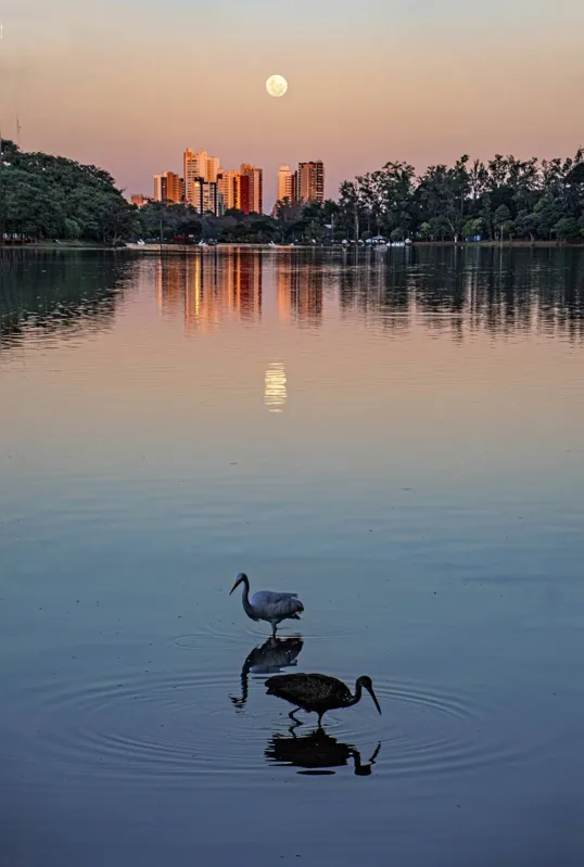 Imagem ilustrativa da imagem CIDADE FALA: A lua e o Igapó
