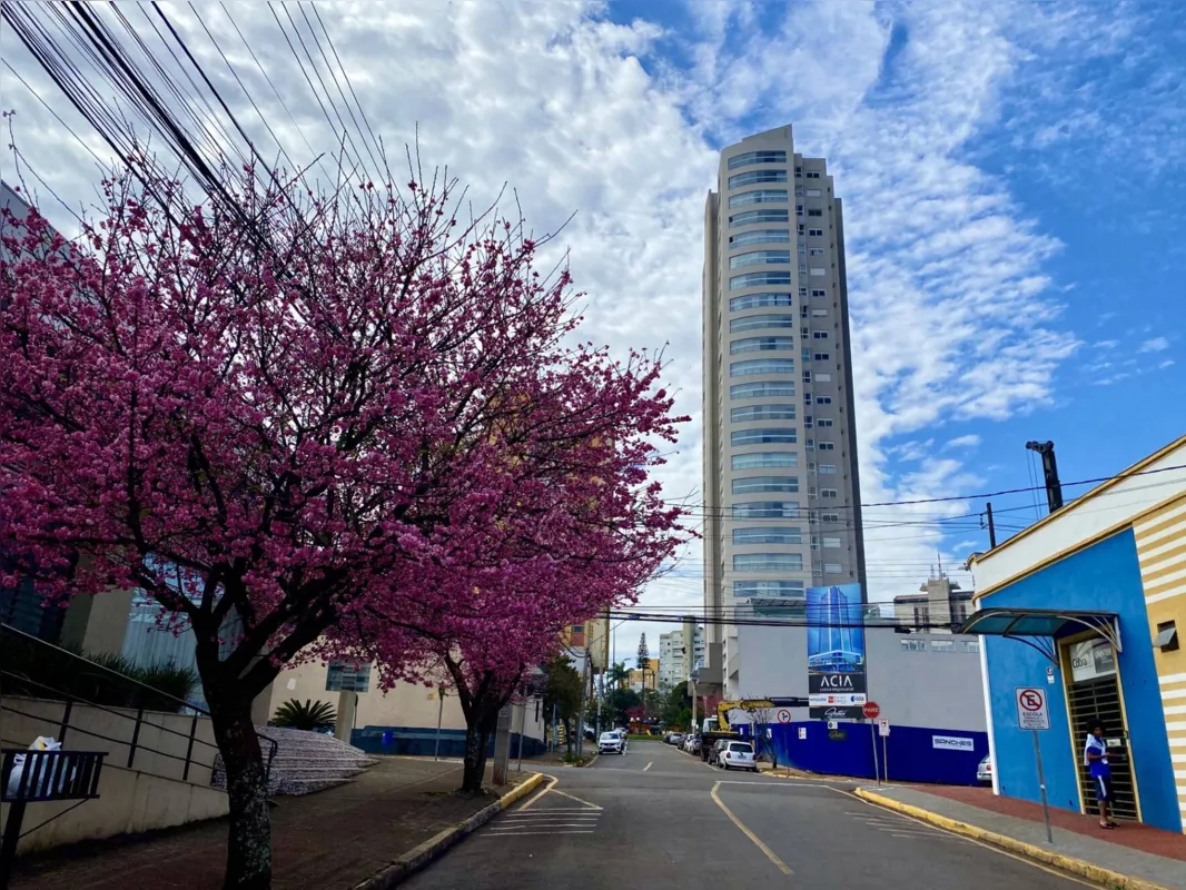 Imagem ilustrativa da imagem #CIDADE FALA: Cerejeiras de Apucarana