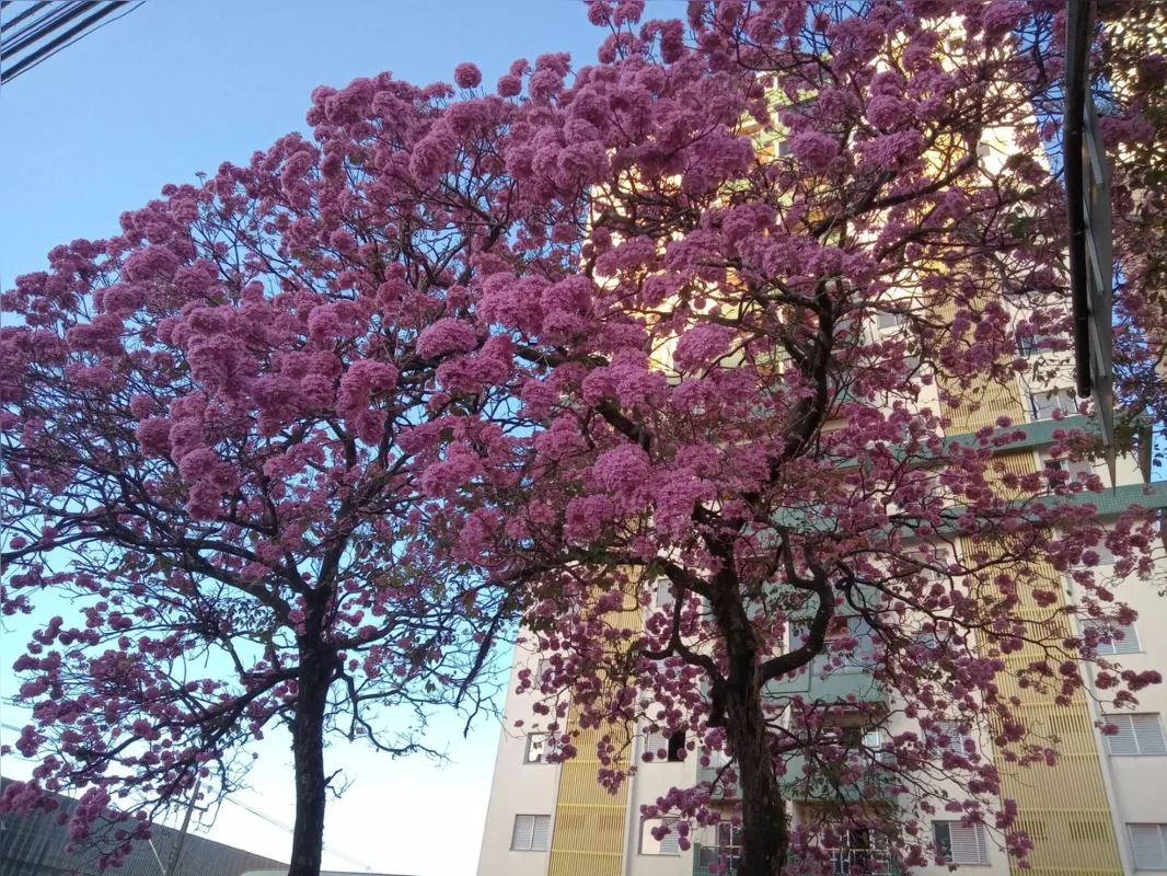Imagem ilustrativa da imagem CIDADE FALA: Ipê rosa
