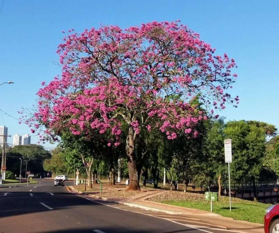 Imagem ilustrativa da imagem #CIDADE FALA: Ipês e outono em Londrina