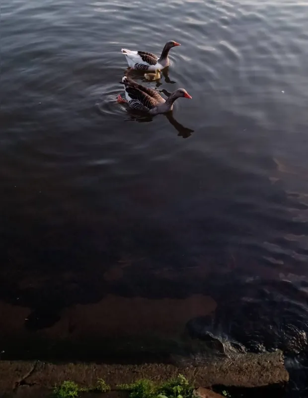 Imagem ilustrativa da imagem #CIDADE FALA: Lago Igapó