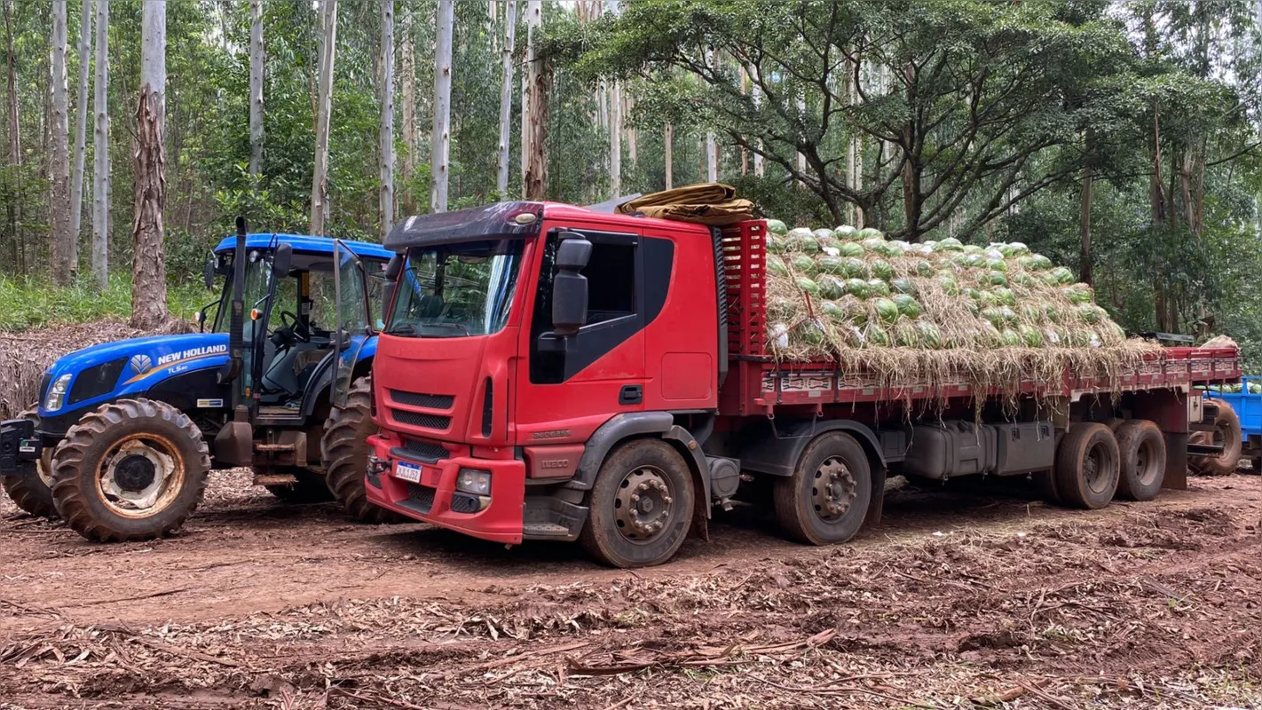 Em Tibagi, toda a produção é comercializada para o mercado interno, atendendo os estados do Paraná, São Paulo e Santa Catarina