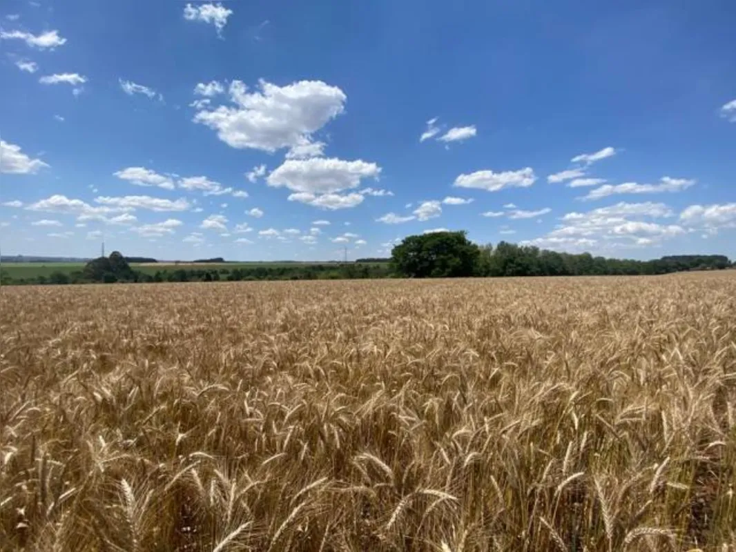Triticale BRS Tambaqui, cultivar lançada pela Embrapa, em Londrina