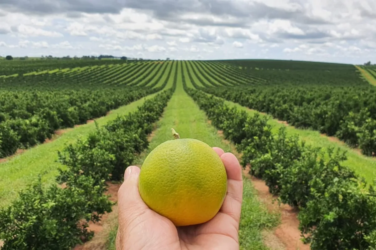 Além da redução da safra de laranja, há um outro obstáculo no setor citrícola: evitar perdas no processo da colheita