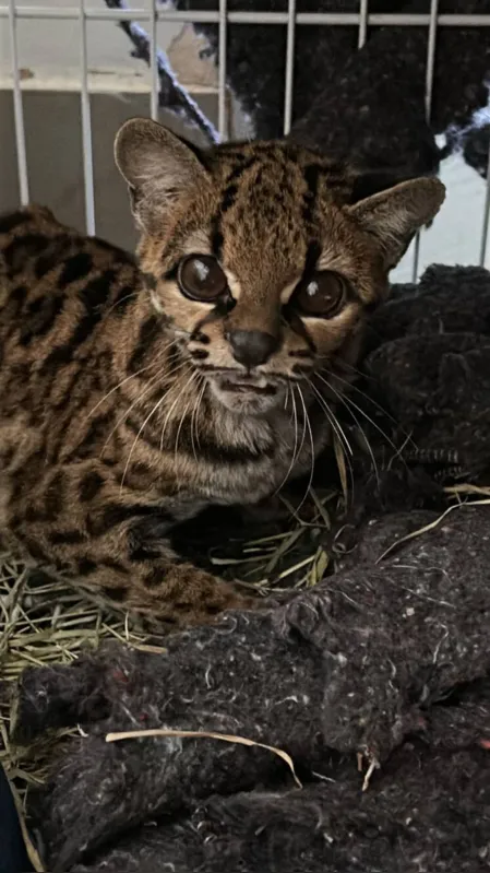 Imagem ilustrativa da imagem Gato ameaçado de extinção volta à natureza após tratamento no HV da UniFil