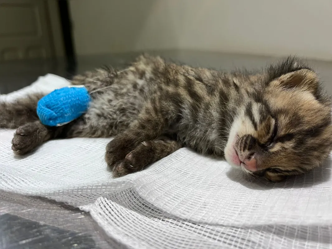 Imagem ilustrativa da imagem Gatos do mato e macaco-prego são resgatados e reabilitados em Londrina