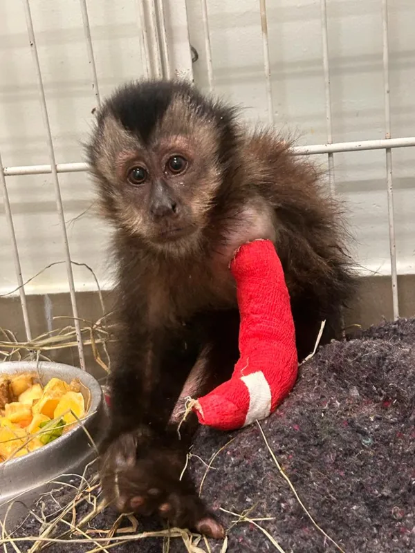 Imagem ilustrativa da imagem Gatos do mato e macaco-prego são resgatados e reabilitados em Londrina