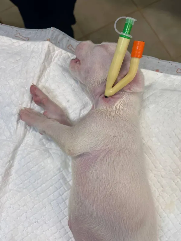 Imagem ilustrativa da imagem HV de Londrina recupera  cachorra condenada à morte por fenda palatina