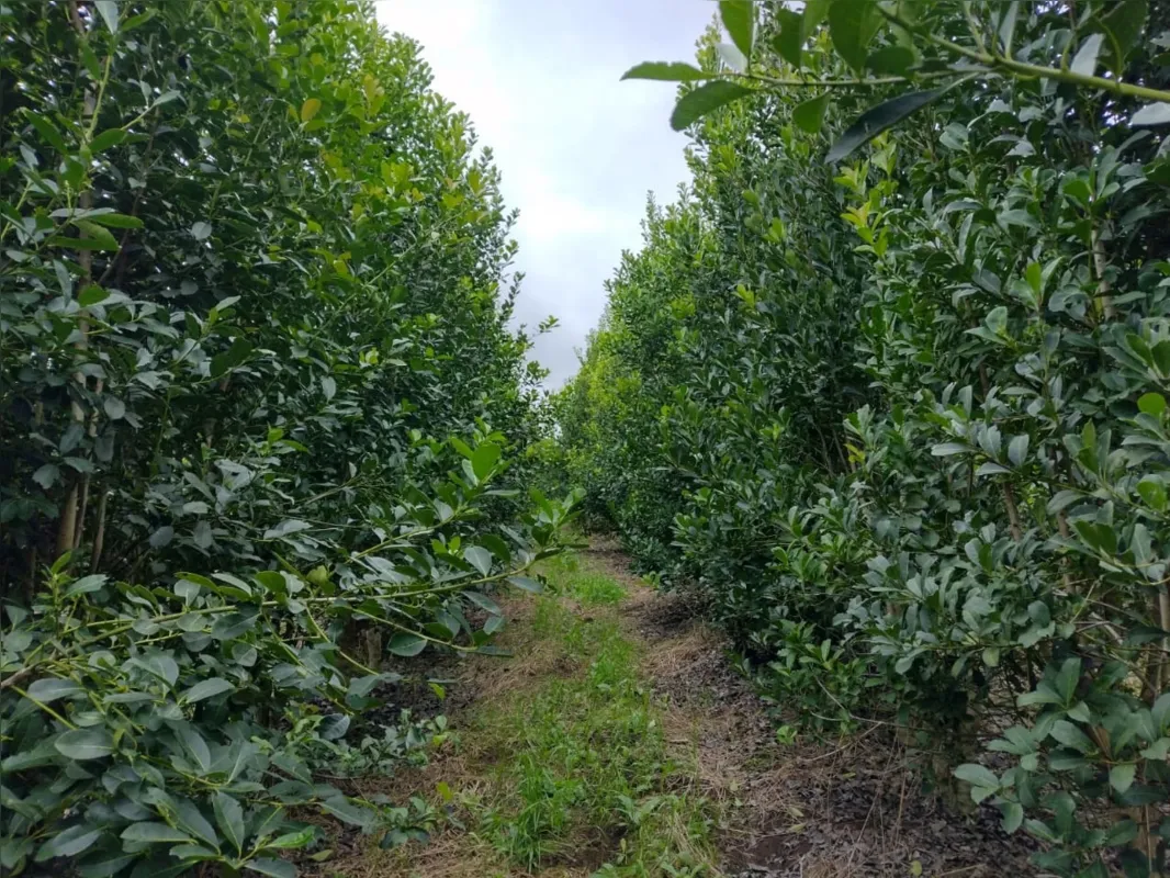 Propriedade da família  Soares, em Cruz Machado, conta com 5 hectares plantados de erva-mate