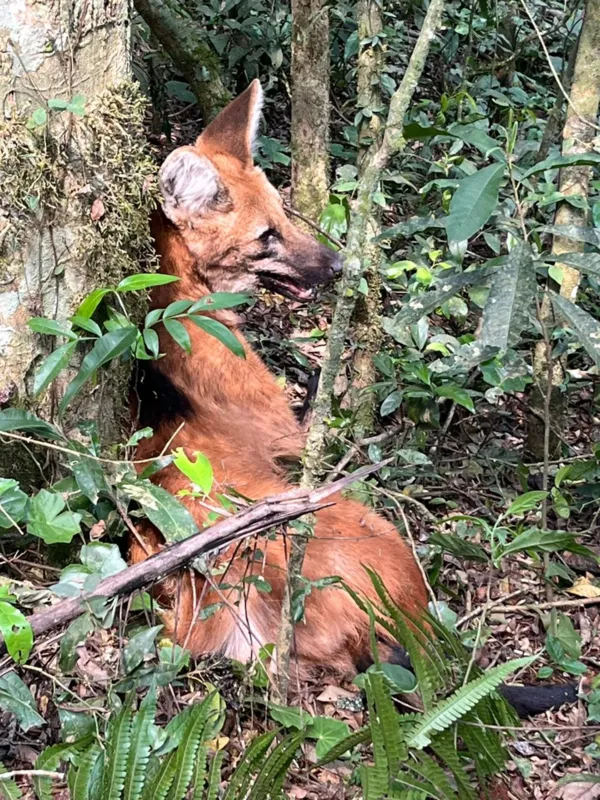 Imagem ilustrativa da imagem Lobo-guará é resgatado em Campo Mourão, passa por exames e é solto