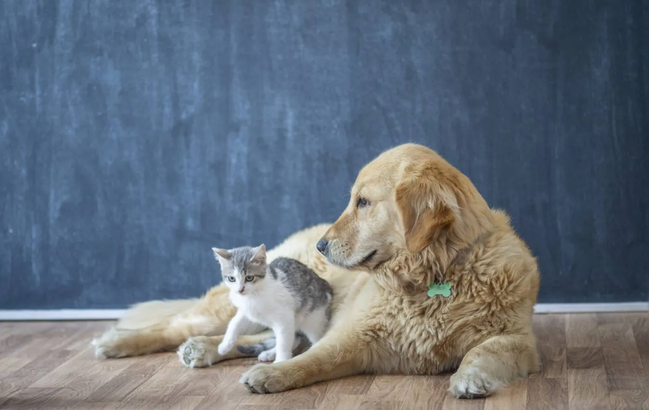 Entre as competências do conselho municipal está a promoção de programas de educação para conscientização da posse responsável de animais