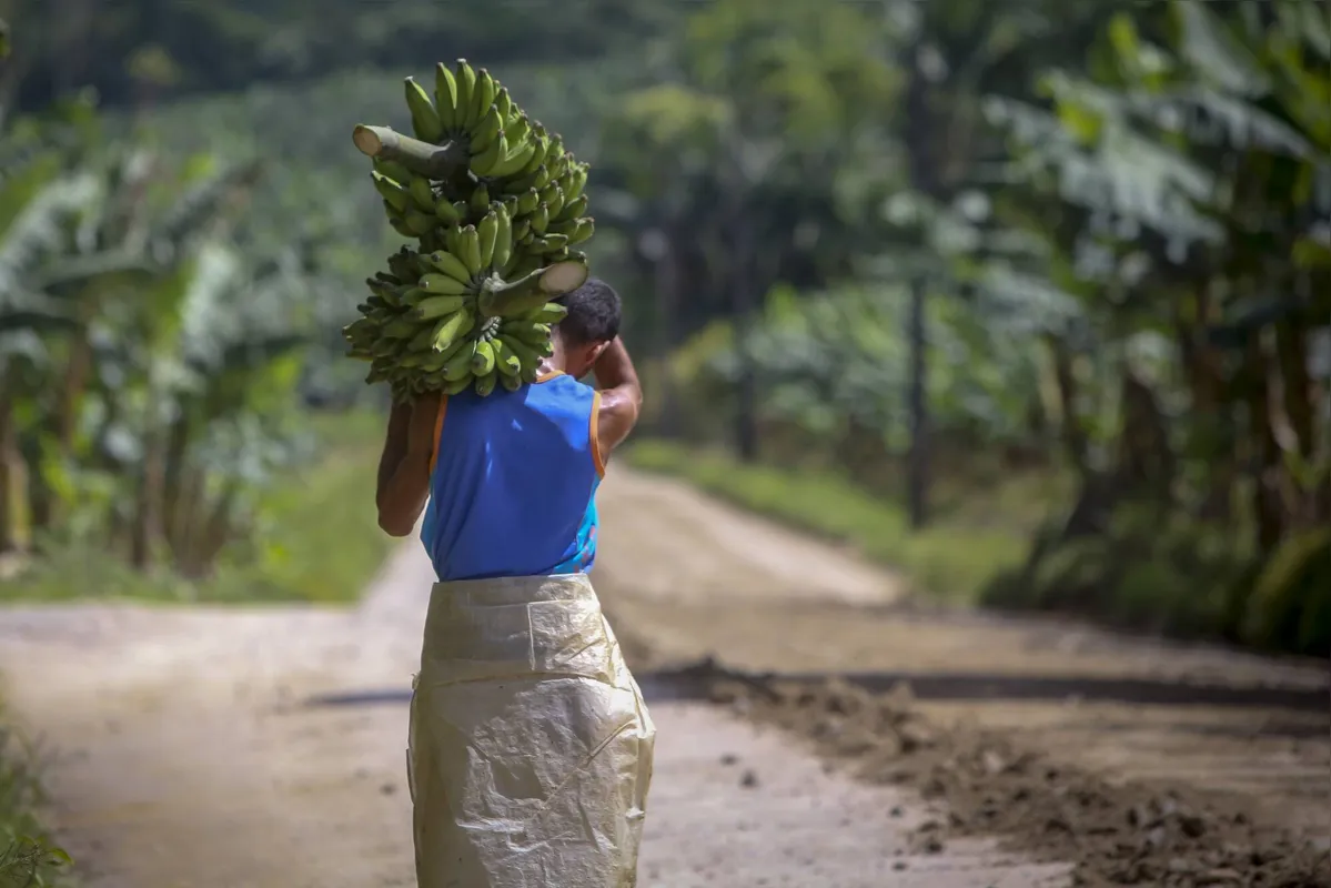 Um dos problemas dos produtores de banana de Guaratuba é encontrar mão de obra qualificada