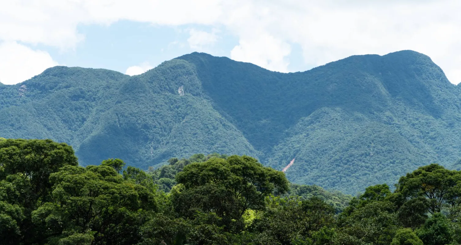 Com 2,3 milhões de hectares de Mata Atlântica, o Paraná concentra hoje apenas 11,8% do bioma originário