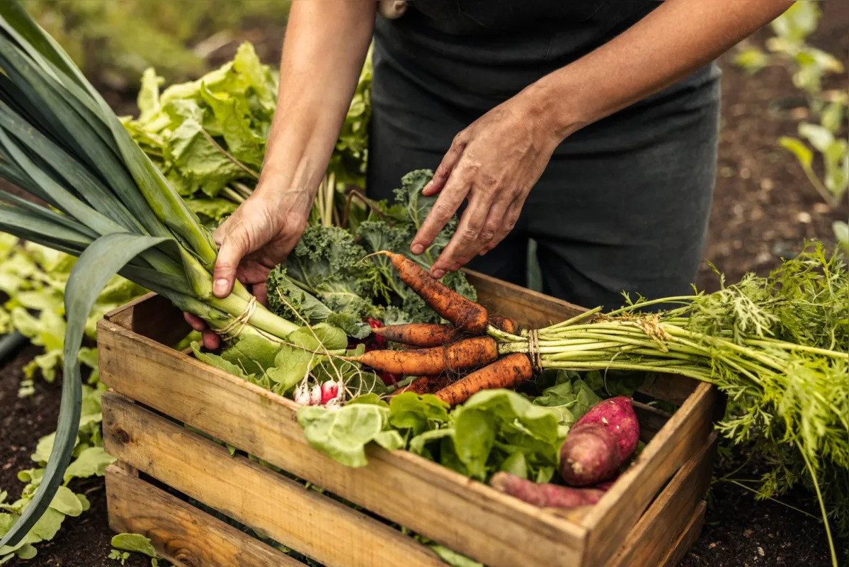 O número de consumidores de alimentos orgânicos cresceu 30% no Brasil entre 2019 e 2021, segundo a  Organics, entidade especializada no setor