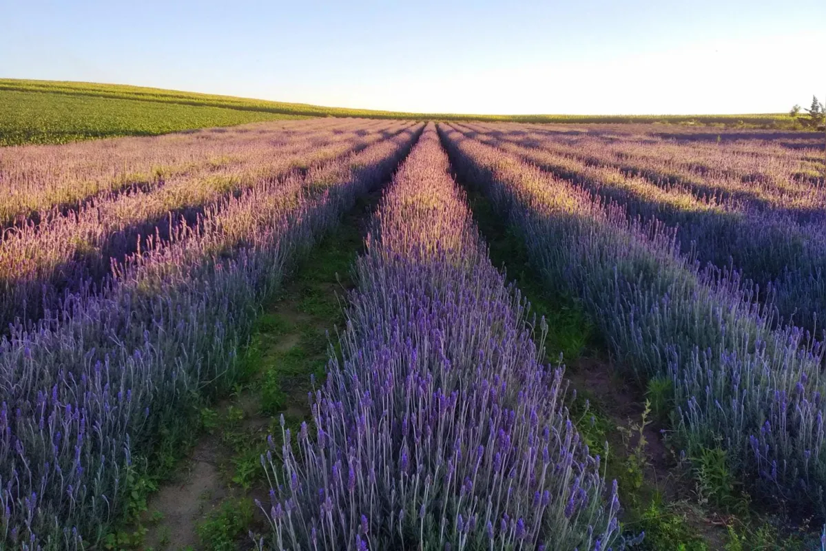 Além da beleza e do perfume dos lavandários, os turistas que visitam as propriedades podem experimentar produtos como chocolate, geleia e sorvete de lavanda