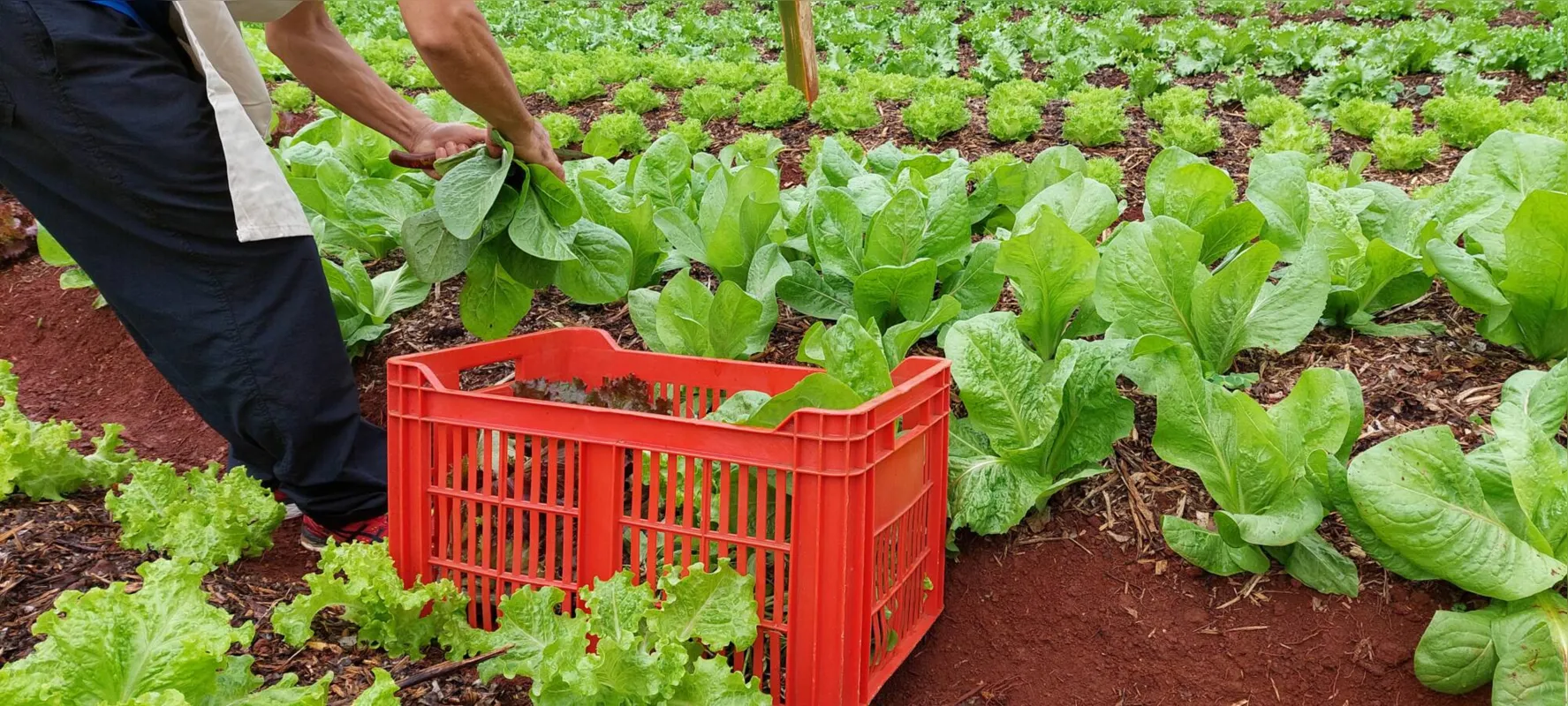 As hortaliças, que já estão à venda, são cultivadas sem defensivo químico